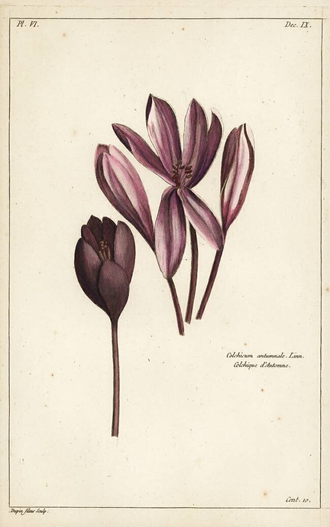Crocus d'automne Dupin