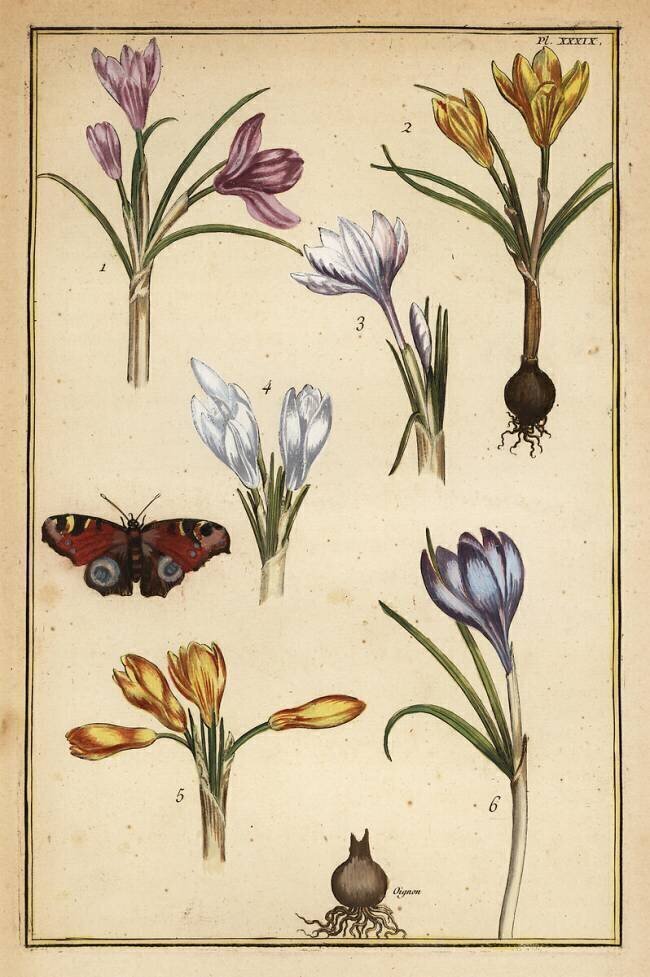 Crocus de printemps Daniel Rabel