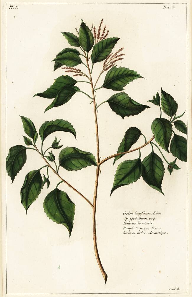 Croton laccifer Dupin
