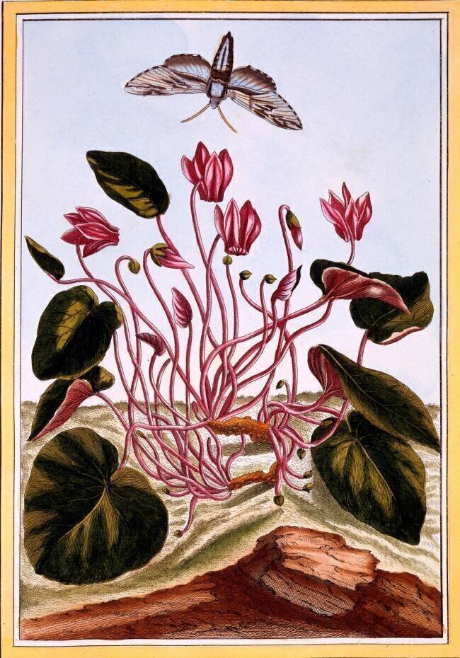 Cyclamen Pierre-Joseph Buchoz