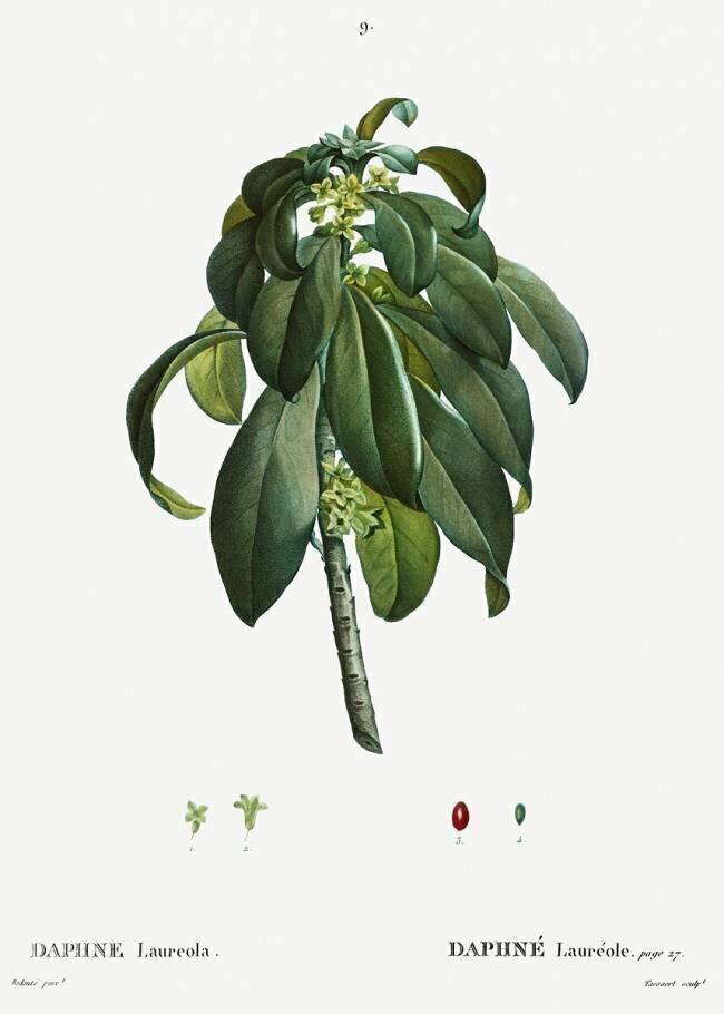 Daphne laureola Pierre Joseph Redouté