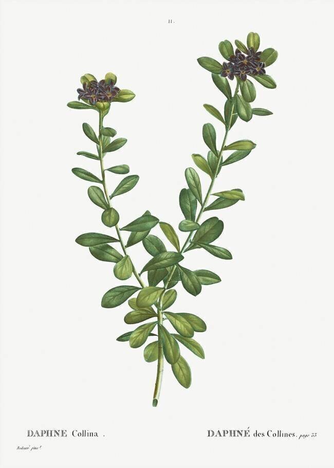 Daphne sericea Pierre Joseph Redouté