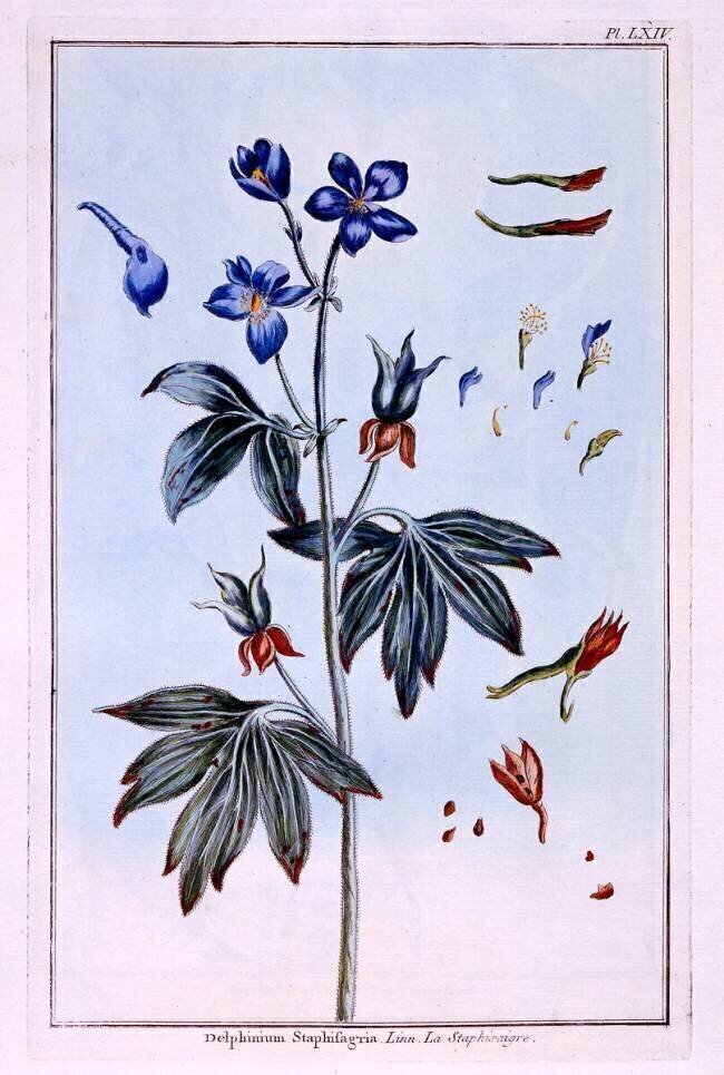 Dauphinelles Pierre-Joseph Buchoz