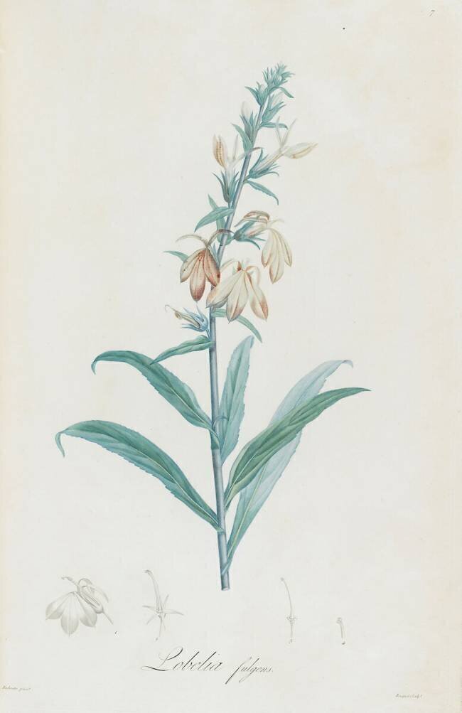 Description des plantes rares que l'on cultive à Navarre et à Malmaison Pierre Joseph Redouté
