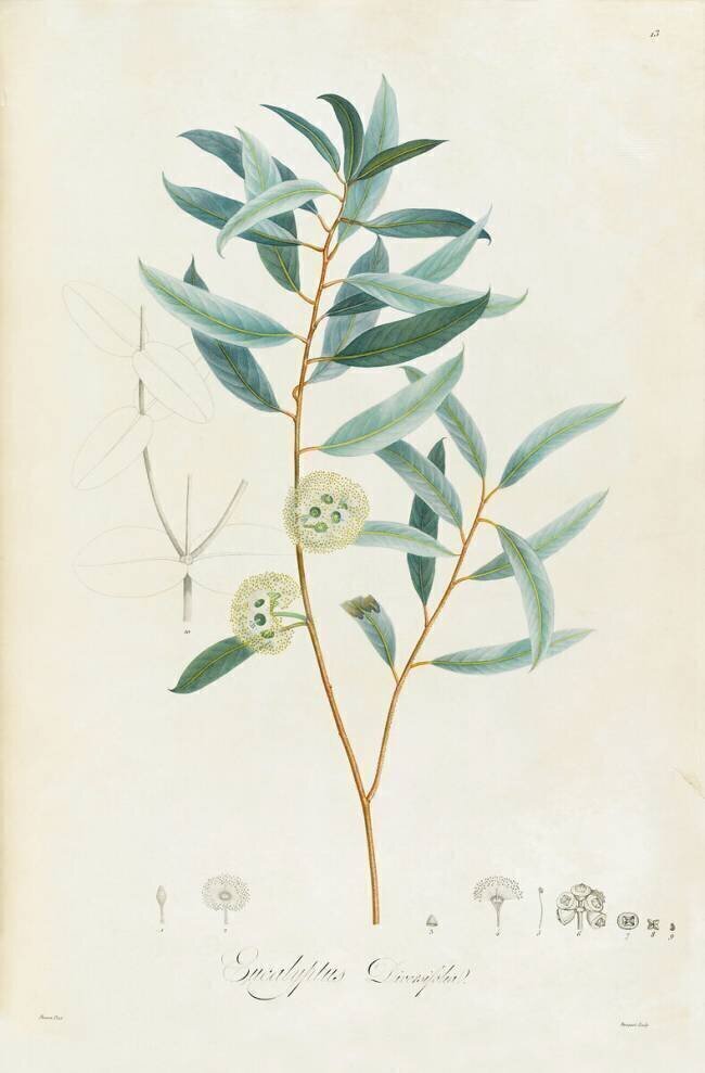Description des plantes rares que l'on cultive à Navarre et à Malmaison Pierre Joseph Redouté