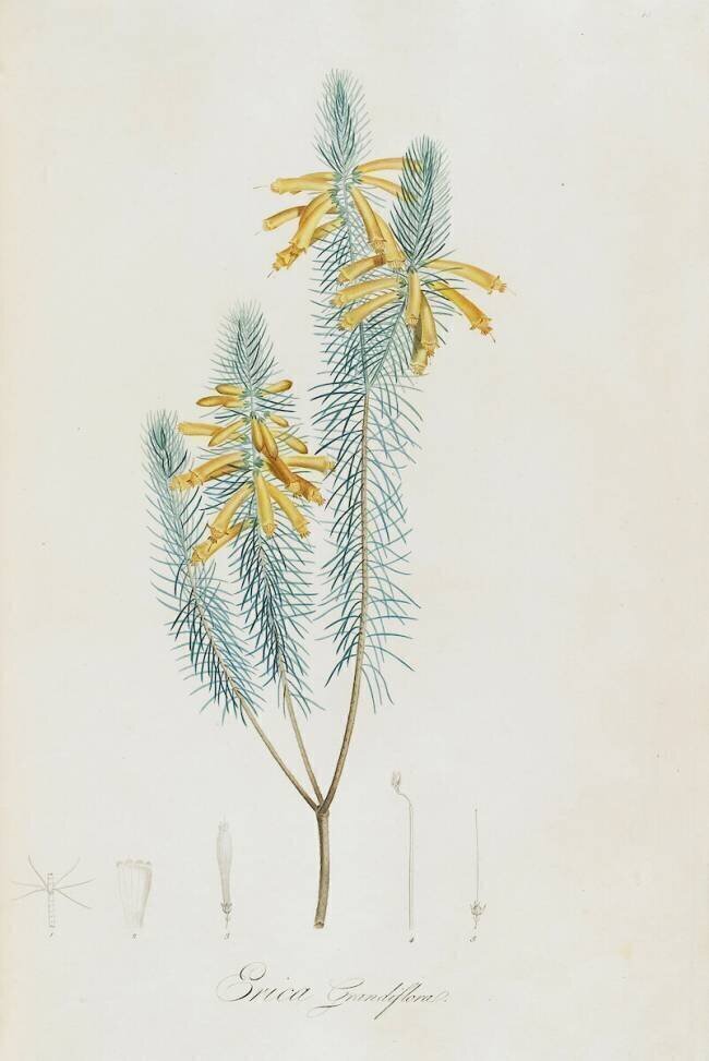 Description des plantes rares que l'on cultive à Navarre et à Malmaison Pierre Joseph Redouté