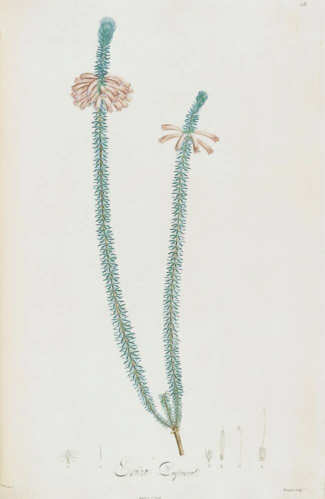 Description des plantes rares que l'on cultive à Navarre et à Malmaison Pierre Joseph Redouté