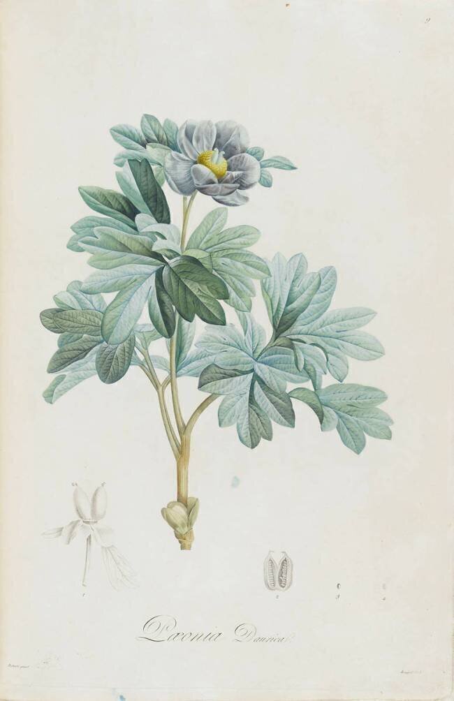 Description des plantes rares que l'on cultive à Navarre et à Malmaison Pierre Joseph Redouté