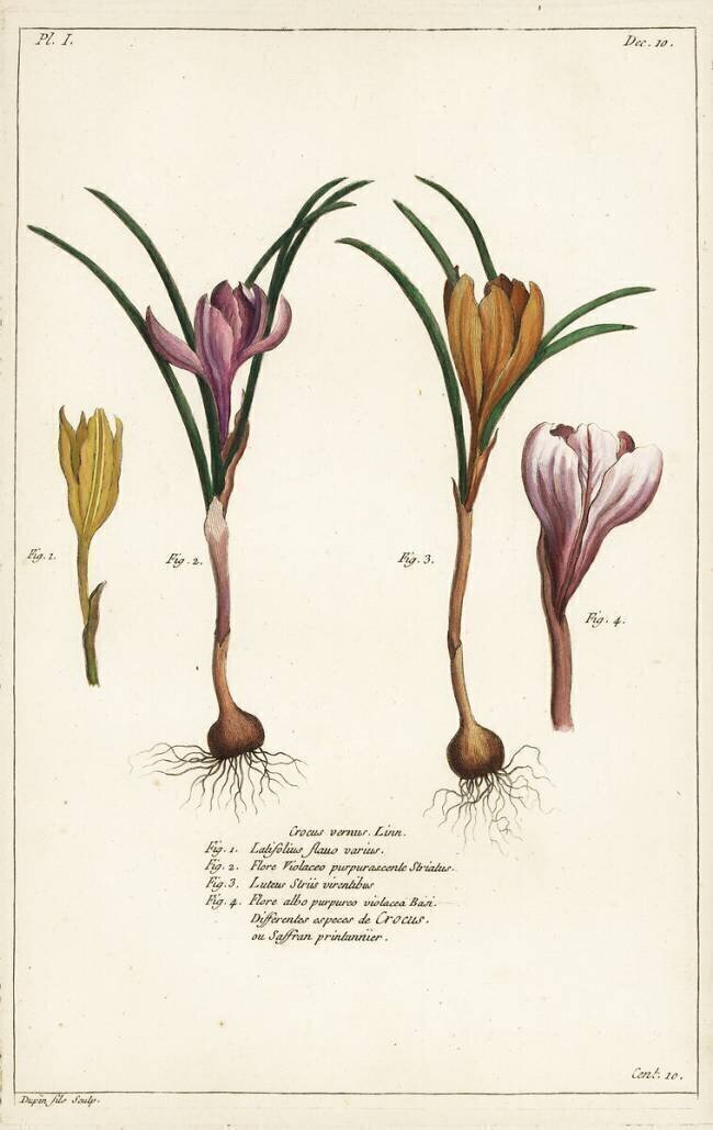 Différentes espèces de crocus de printemps Dupin