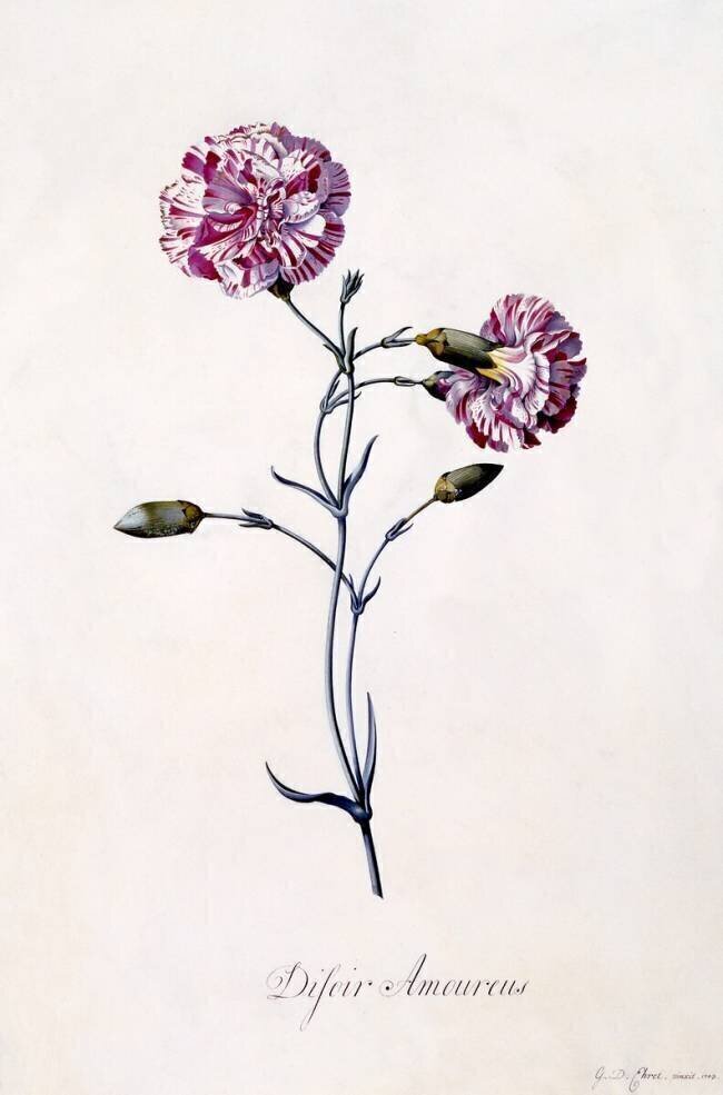 Difor amourius Georg Dionysius Ehret