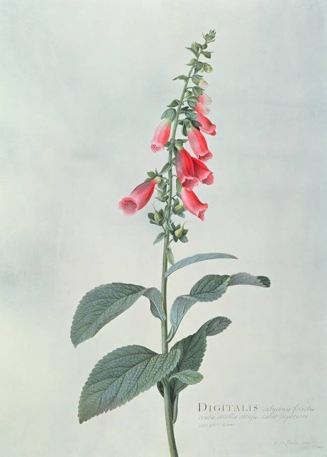 Digitalis purpurea Georg Dionysius Ehret