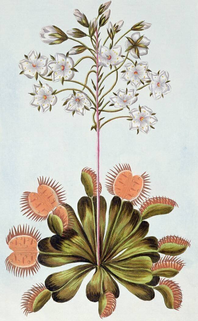 Dionée attrape-mouche Pierre-Joseph Buchoz