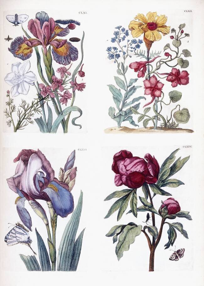 Divers insectes et fleurs européens Maria Sibylla Graff Merian