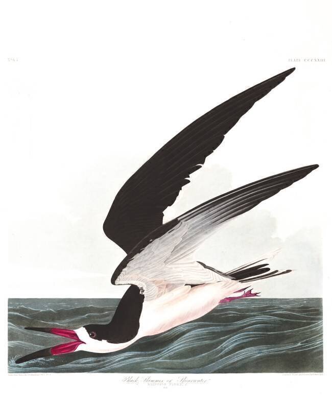 Écumoire noire ou puffin John James Audubon