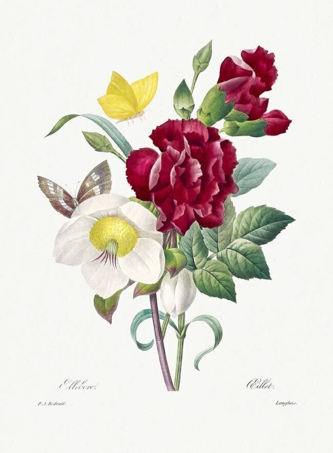 Ellebore et Oeillet Pierre Joseph Redouté