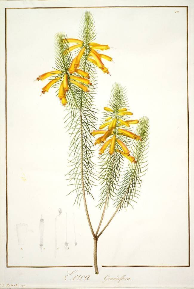Erica Grandiflora Pierre Joseph Redouté