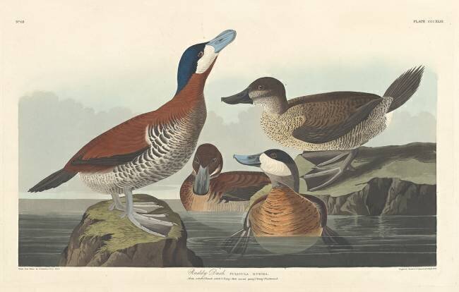 Érismature rousse John James Audubon