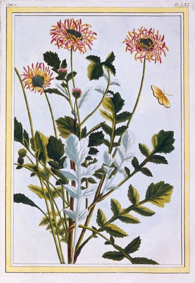 Ethiopian Arcotis Pierre-Joseph Buchoz