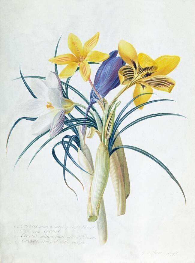 Étude de quatre espèces de crocus Georg Dionysius Ehret