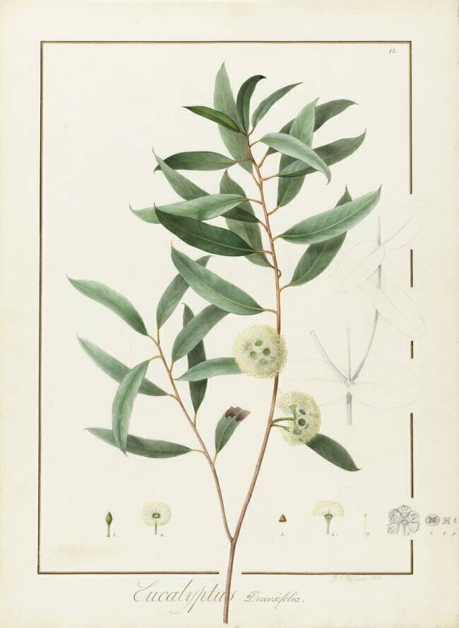 Eucalyptus Diversifolia Pierre Joseph Redouté
