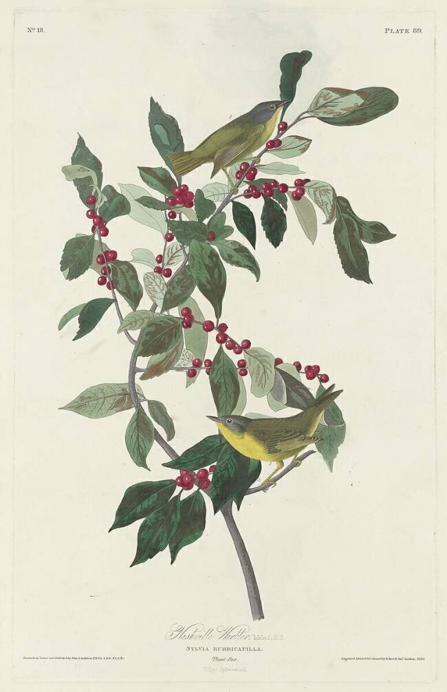 Fauvette de Nashville John James Audubon