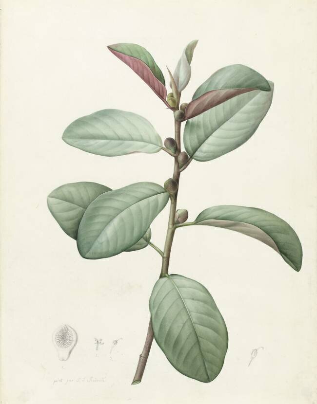 Ficus Rubeginosa Pierre Joseph Redouté