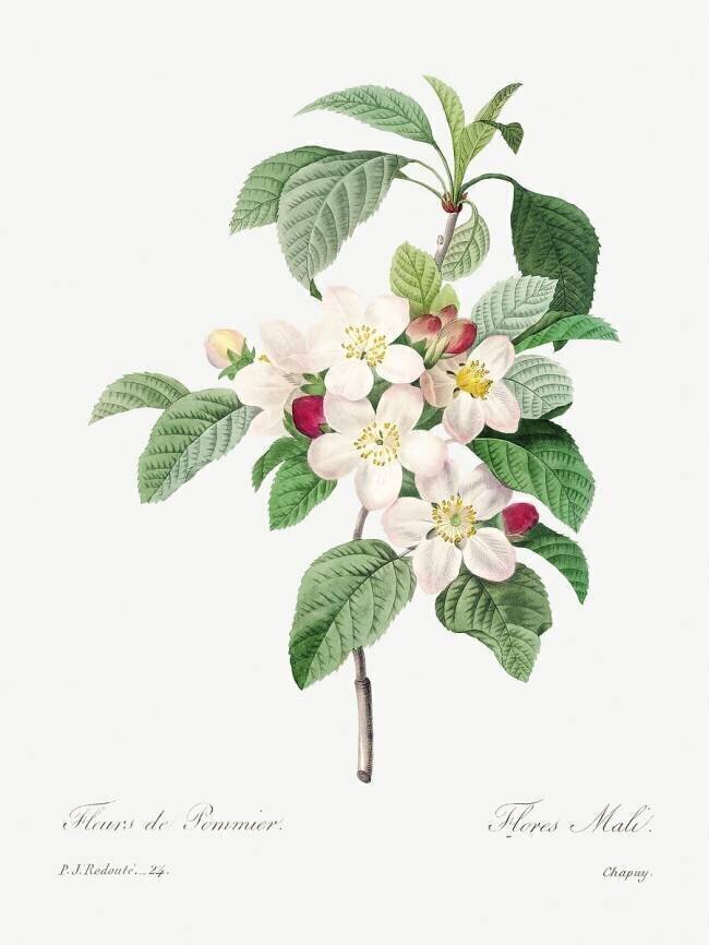 Fleur de pommier Pierre Joseph Redouté