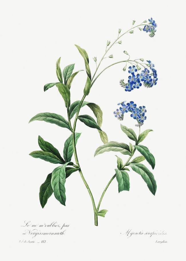 Forget-me-not Pierre Joseph Redouté