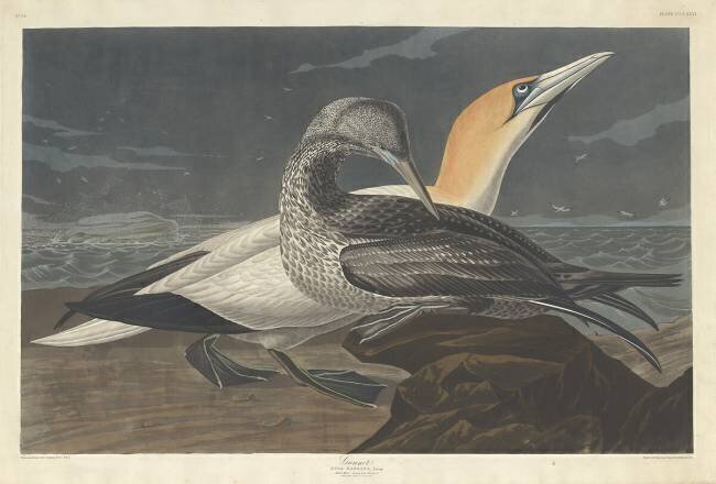 Fou de Bassan John James Audubon
