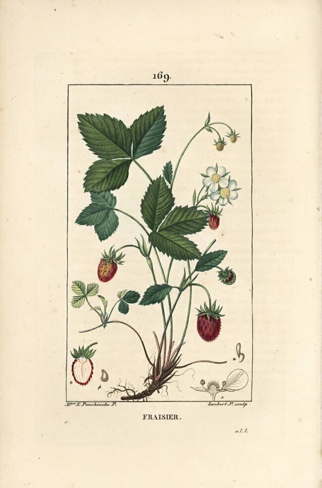 Fraisier Ernestine Panckoucke