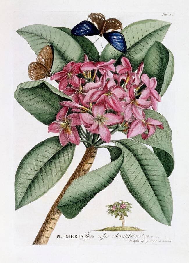 Frangipani Georg Dionysius Ehret