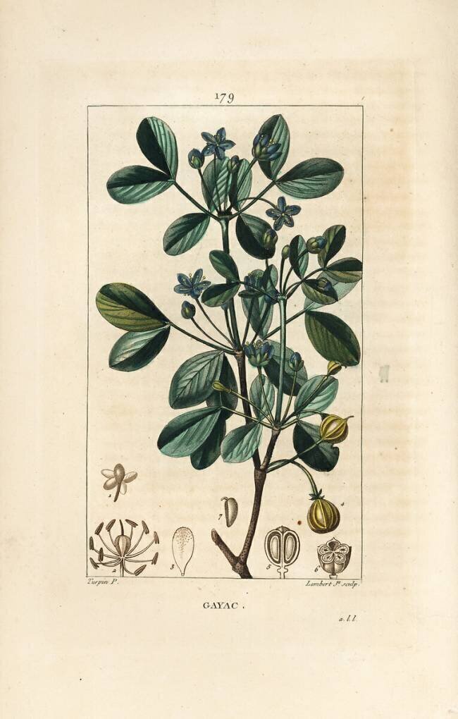 Gaïac ou bois sacré Pierre Jean Francois Turpin