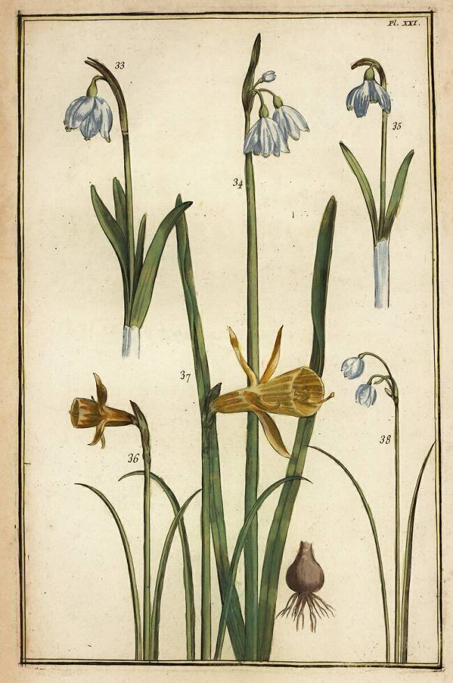 Galanthus nivalis Daniel Rabel