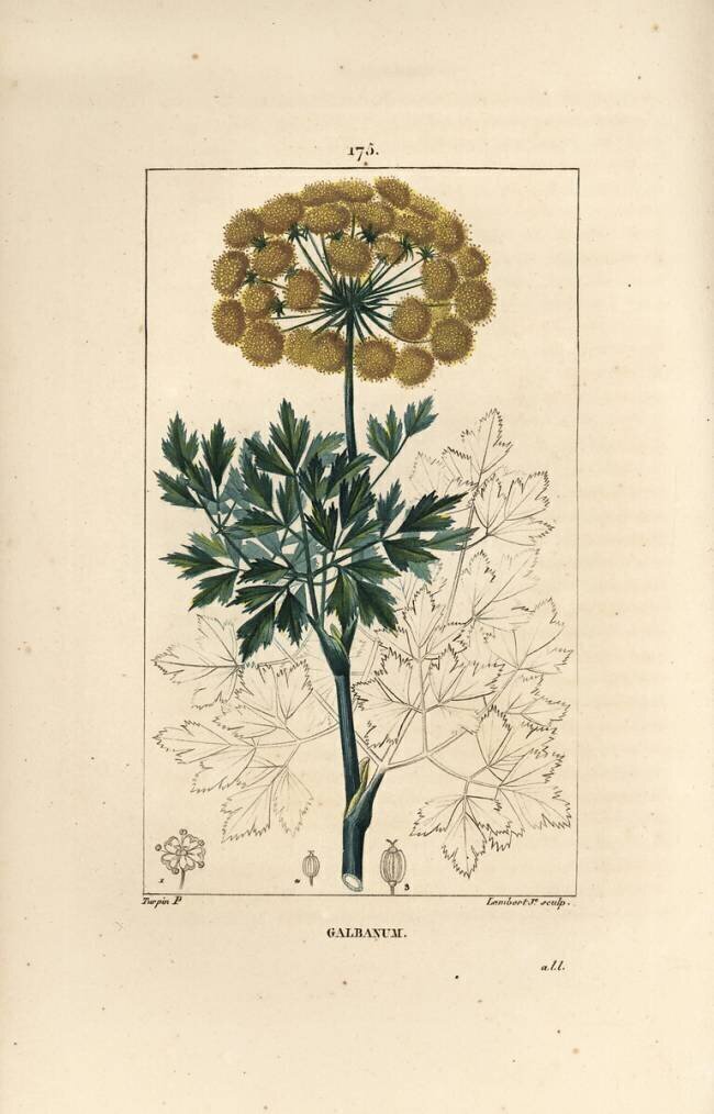 Galbanum Pierre Jean Francois Turpin