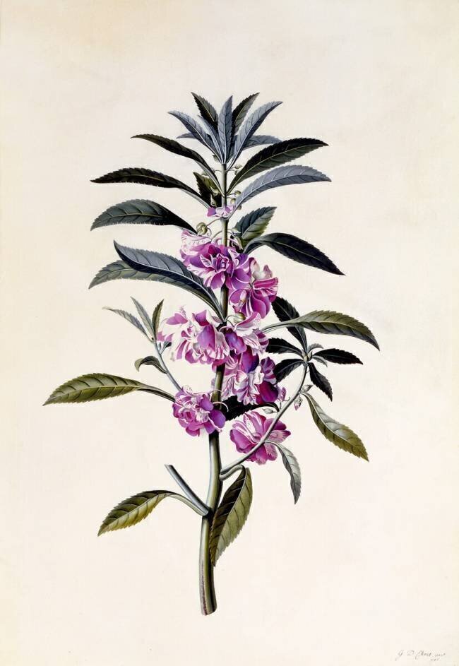 Garden Balsam Georg Dionysius Ehret