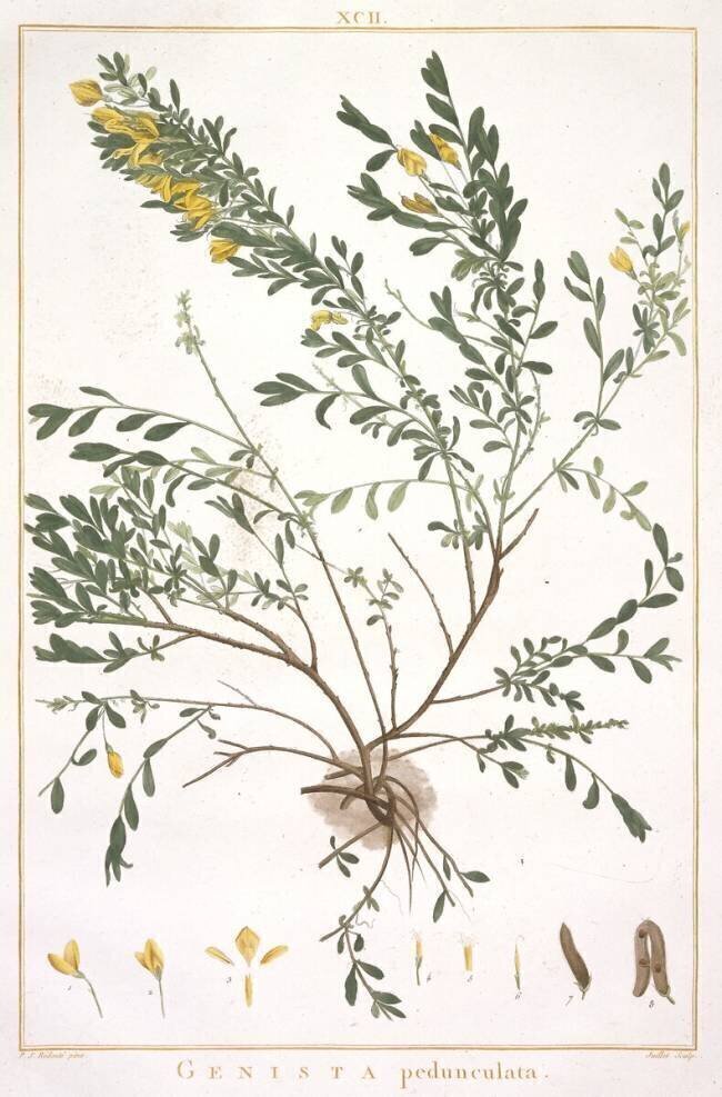 Genista pedunculata Pierre Joseph Redouté
