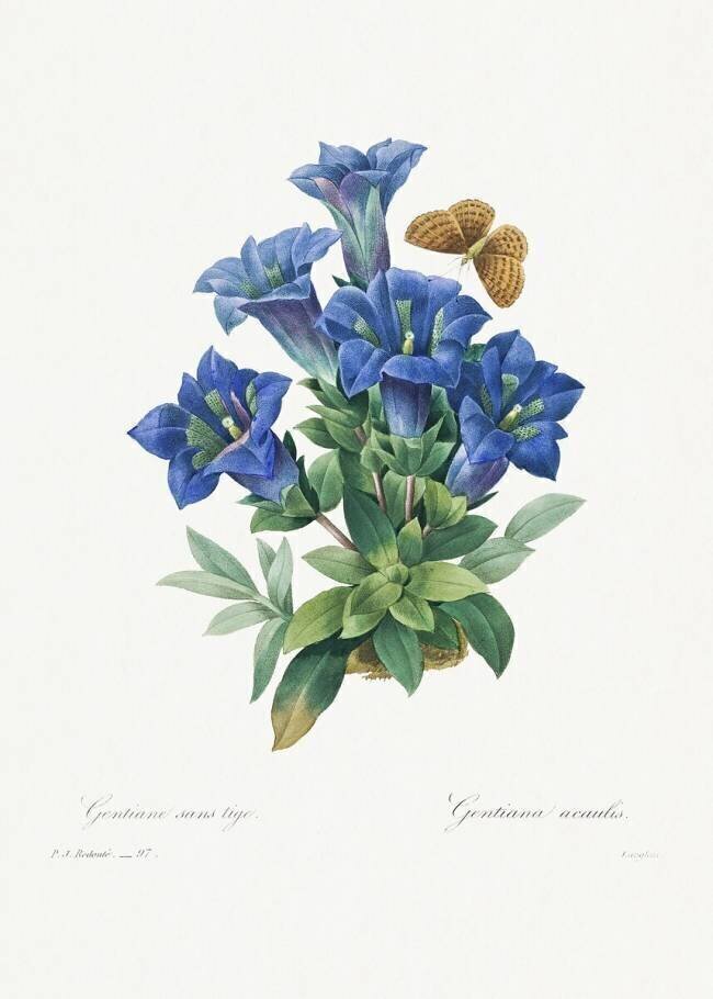 Gentiana acaulis Pierre Joseph Redouté