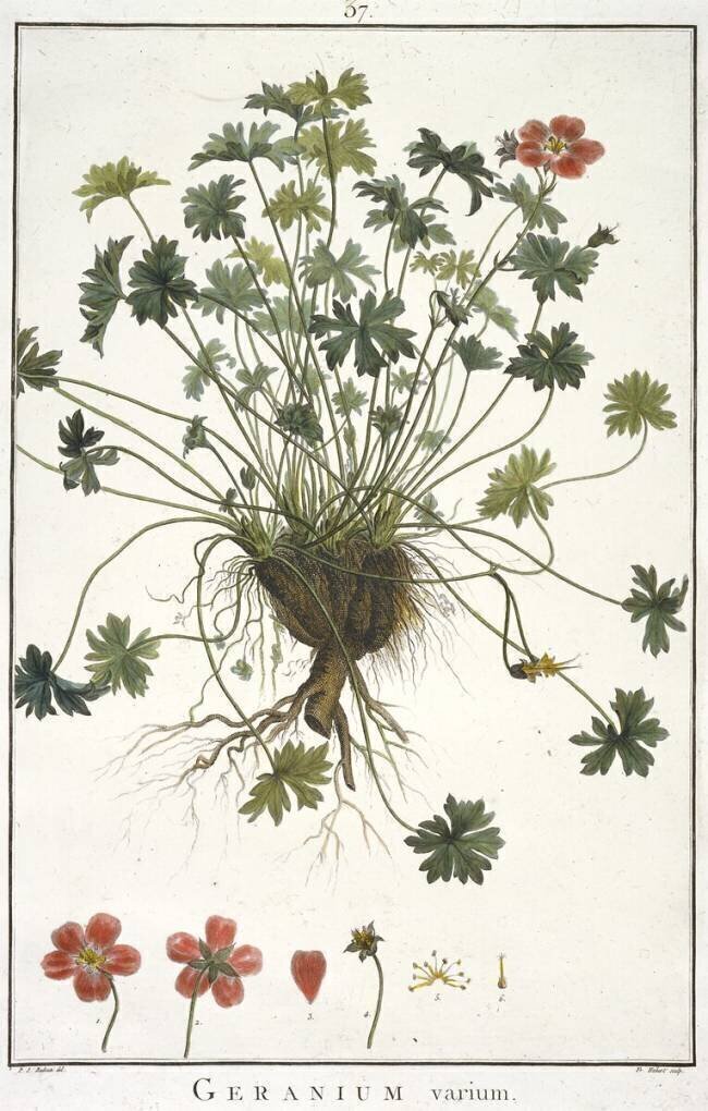 Geranium varium Hubert Robert