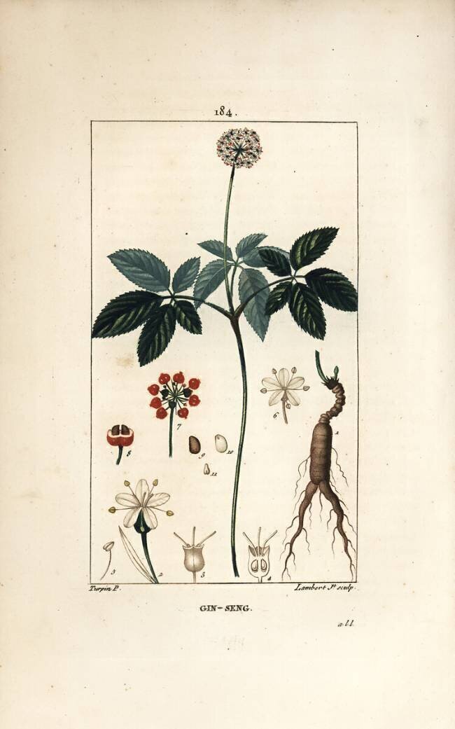Ginseng Pierre Jean Francois Turpin
