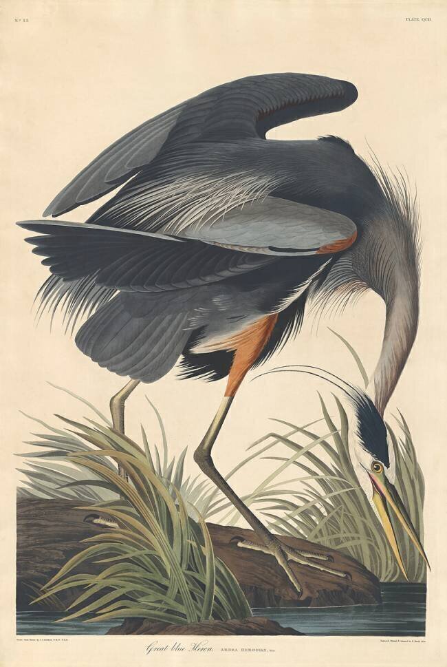 Grand Héron John James Audubon