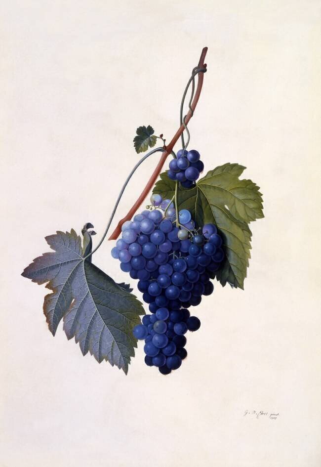 Grapes Georg Dionysius Ehret