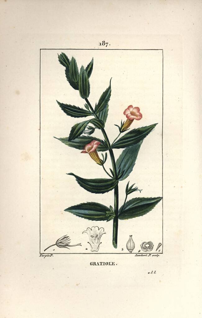 Gratiole officinale Pierre Jean Francois Turpin
