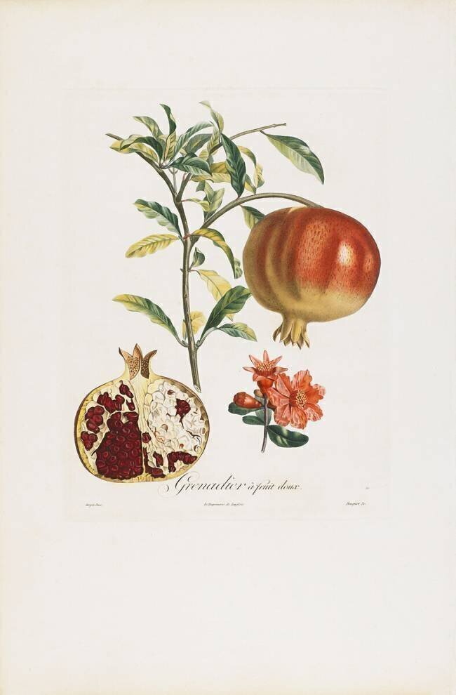 Grenadier a fruit doux Pierre Jean Francois Turpin