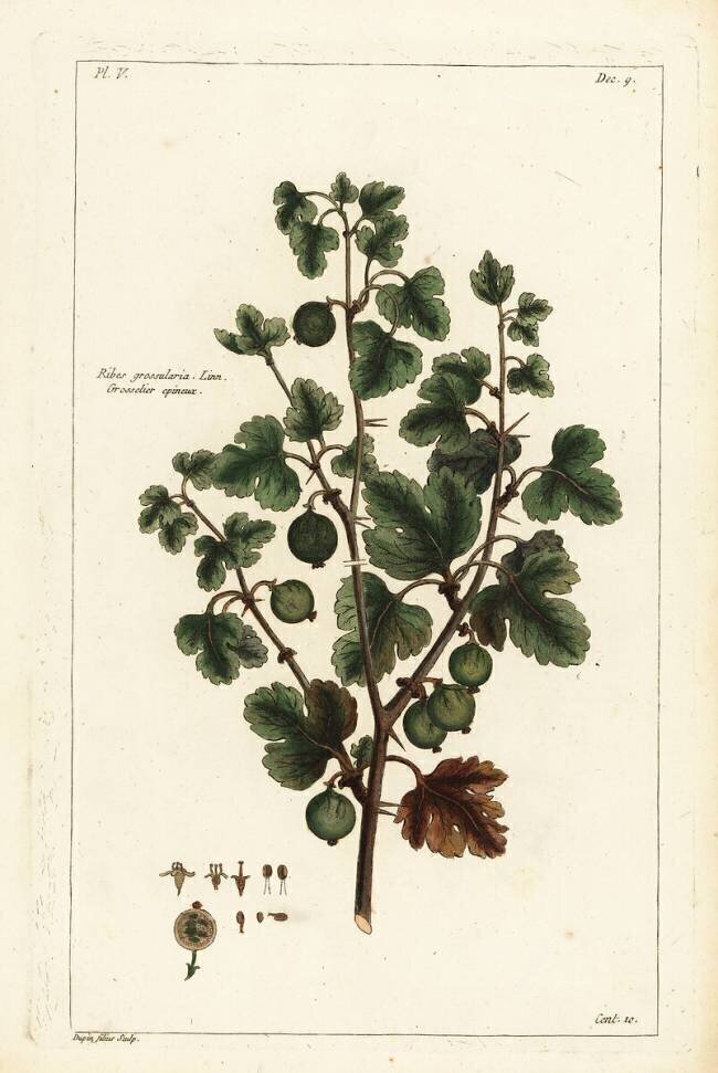 Grosselier epineux Dupin