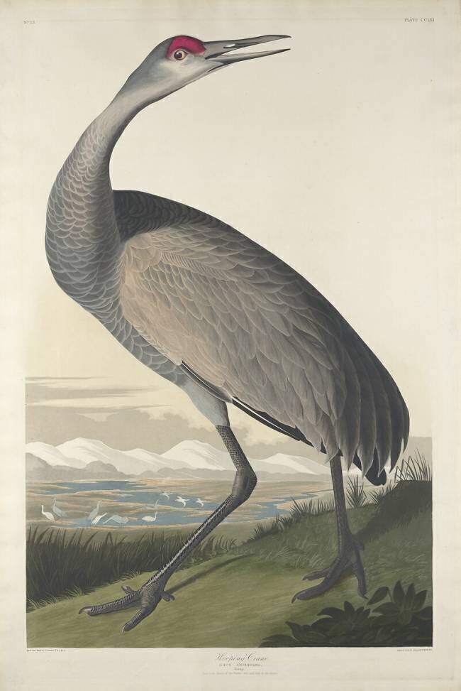 Grue à cerceau John James Audubon