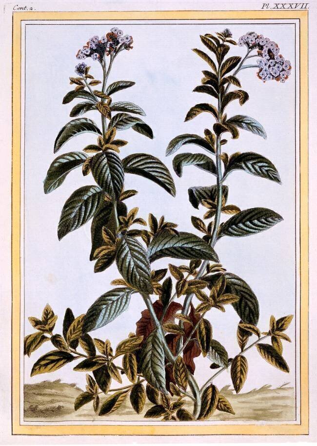 Heliotrope Pierre-Joseph Buchoz