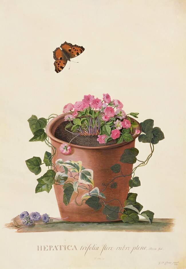 Hepatica trifolia Georg Dionysius Ehret