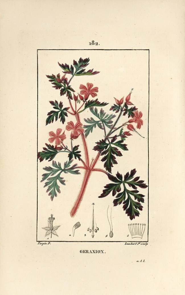 Herbe aux géraniums a Robert Pierre Jean Francois Turpin