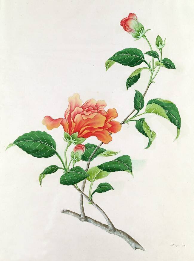 Hibiscus Georg Dionysius Ehret