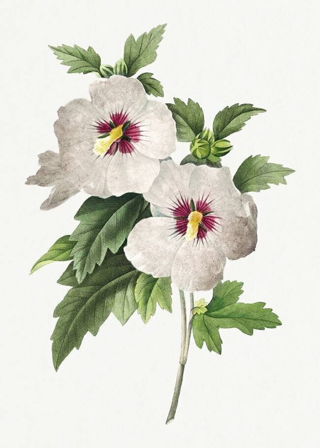 Hibiscus syriacus Pierre Joseph Redouté